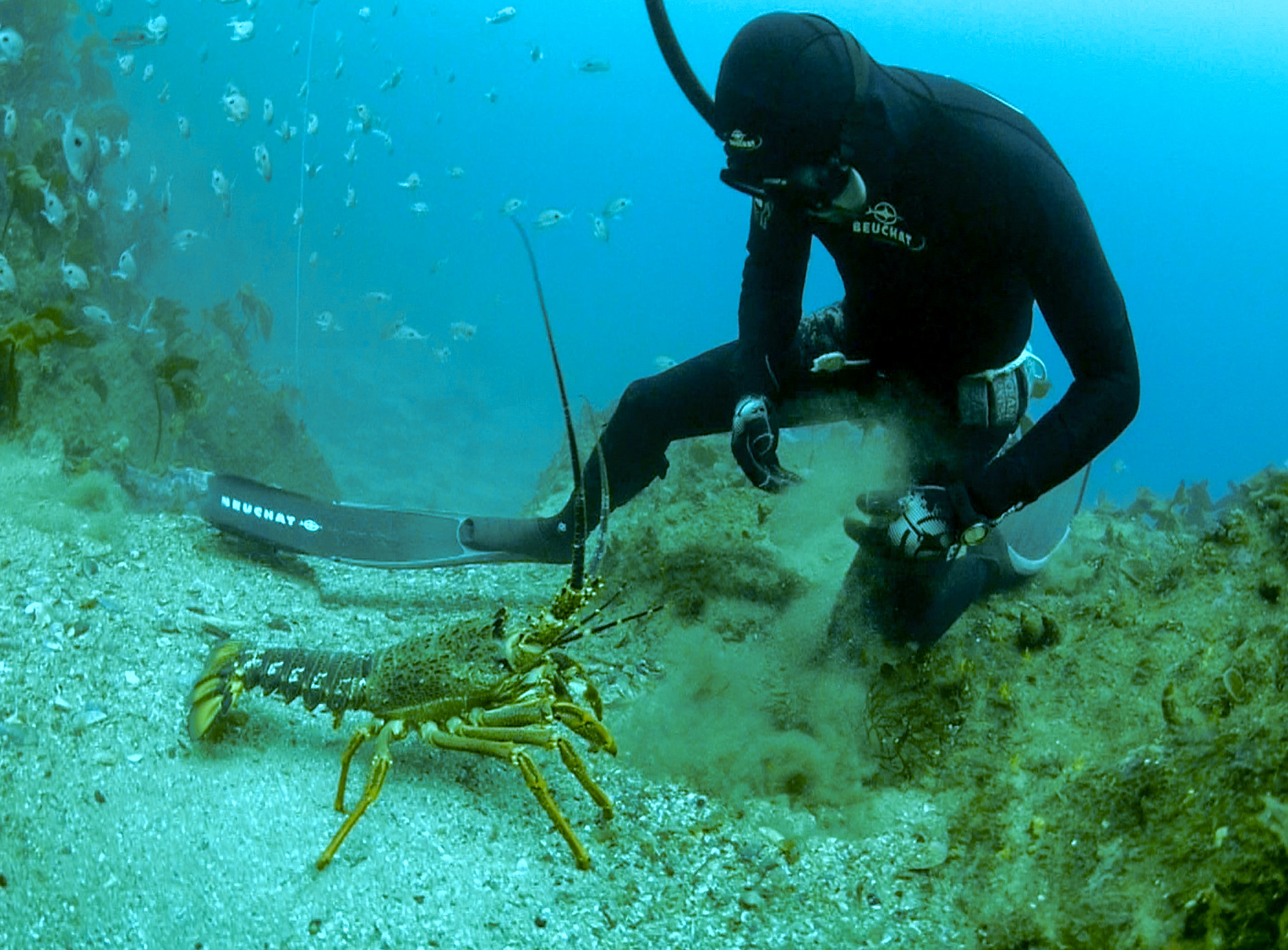 Get the most out of your spearfishing trips with our insider’s tips and advice. 